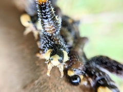 Perga affinis