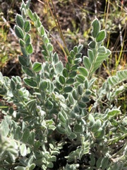 Galegeae