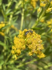 Callandrena