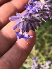 Salvia yangii