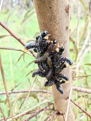 Perga affinis