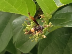Polistes sagittarius