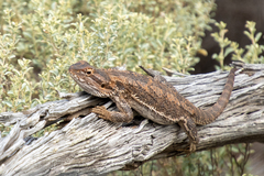 Pogona vitticeps