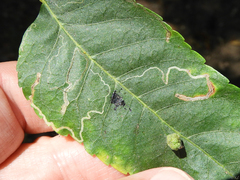 Stigmella longisacca