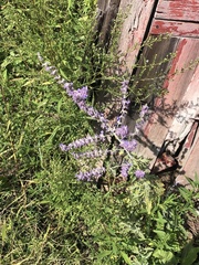 Salvia yangii