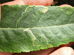 Stigmella longisacca