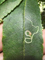 Stigmella longisacca