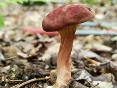 Phylloporus leucomycelinus
