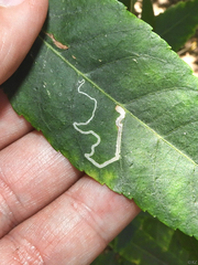 Stigmella longisacca