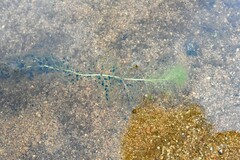 Utricularia macrorhiza