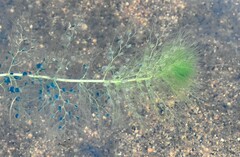 Utricularia macrorhiza