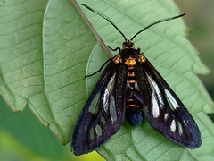 Thyrassia