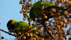 Aratinga nenday