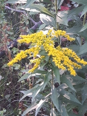Solidago
