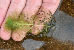 Utricularia macrorhiza