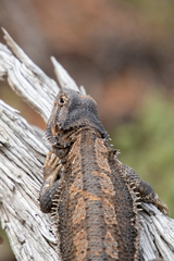 Pogona vitticeps