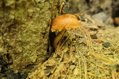 Hemistropharia