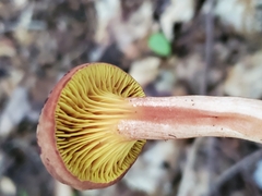 Phylloporus leucomycelinus