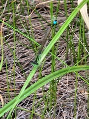 Ischnura