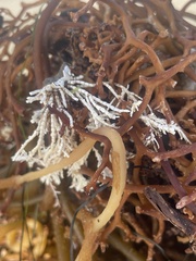 Corallina officinalis