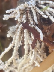 Corallina officinalis