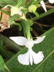 Habenaria