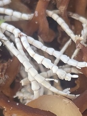 Corallina officinalis