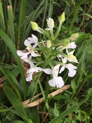 Habenaria