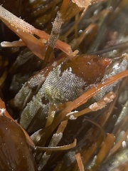 Jellyella tuberculata