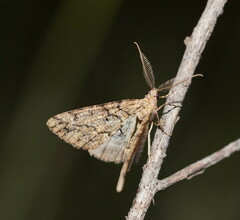 Geometridae