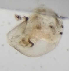 Chydorus