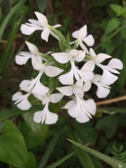 Habenaria