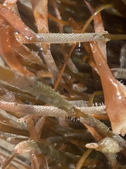 Jellyella tuberculata