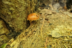 Hemistropharia