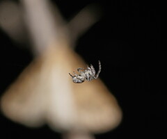 Araneidae