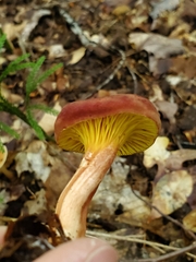 Phylloporus leucomycelinus