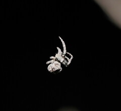 Araneidae