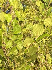 Alnus serrulata