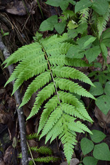 Woodwardia semicordata