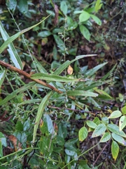 Solidago odora odora