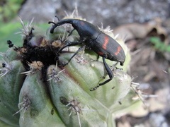 Cactophagus spinolae