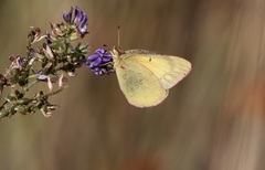 Colias philodice eriphyle