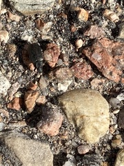 Bothrotes canaliculatus