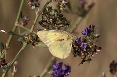 Colias philodice eriphyle