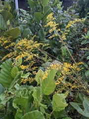 Solidago odora odora