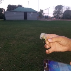 Taraxacum erythrospermum