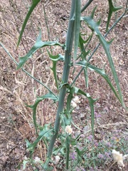 Stephanomeria lactucina