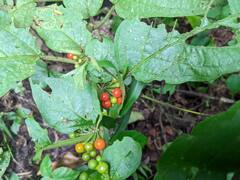 Witheringia solanacea