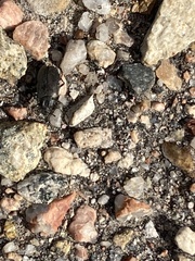 Bothrotes canaliculatus