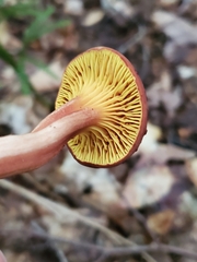 Phylloporus leucomycelinus
